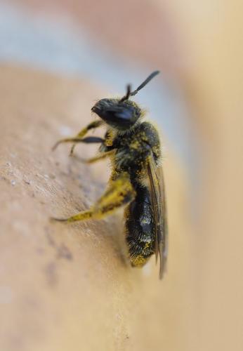 Réf. 226 884 : Andrena sp.